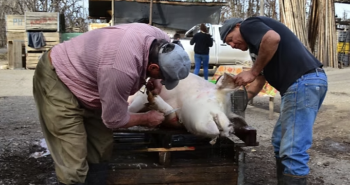 Nuevo cerdo positivo con triquinosis en Santa Rosa: La Pampa suma al menos cinco focos confirmados desde 2023 y alertan por riesgos de la faena casera